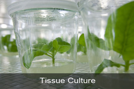 Tissue Culture