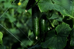 Cucumber-Bunch