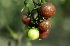 Tomato-cherry