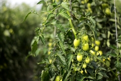 Tomatos-Bunch