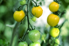 Tomatos-on-Branches